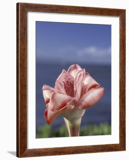 Torch Ginger and Blue Sky, Maui, Hawaii, USA-Darrell Gulin-Framed Photographic Print