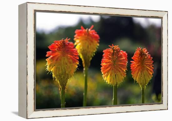 Torch Lily (Kniphofia Rooperi)-Dr. Keith Wheeler-Framed Premier Image Canvas