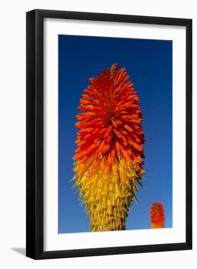 Torch Lily-Charles Bowman-Framed Photographic Print