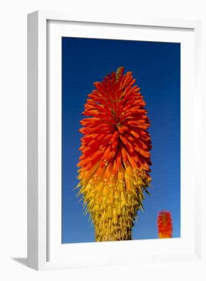 Torch Lily-Charles Bowman-Framed Photographic Print