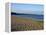 Torcross Village, Slapton Ley Sands, South Hams, Devon, England, United Kingdom, Europe-David Hughes-Framed Premier Image Canvas