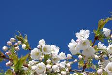 Cherry Blossom-torekimi-Photographic Print