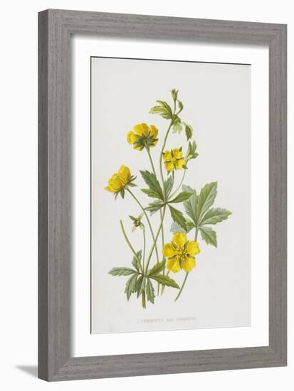 Tormentil and Cinquefoil (Chromolitho)-Frederick Edward Hulme-Framed Giclee Print