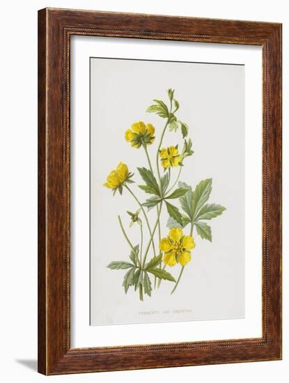 Tormentil and Cinquefoil (Chromolitho)-Frederick Edward Hulme-Framed Giclee Print