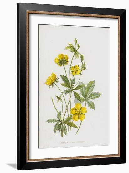 Tormentil and Cinquefoil (Chromolitho)-Frederick Edward Hulme-Framed Giclee Print