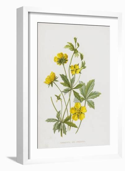 Tormentil and Cinquefoil (Chromolitho)-Frederick Edward Hulme-Framed Giclee Print