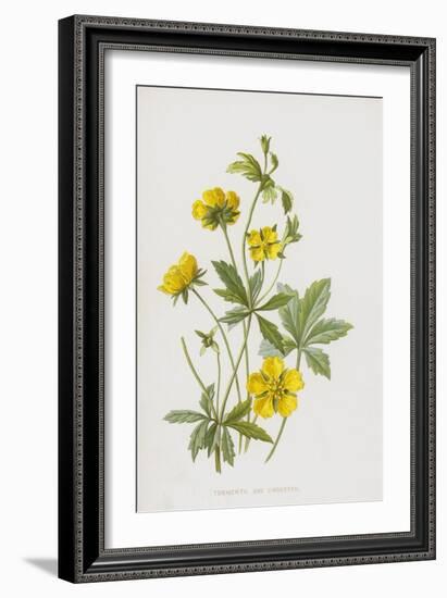 Tormentil and Cinquefoil (Chromolitho)-Frederick Edward Hulme-Framed Giclee Print