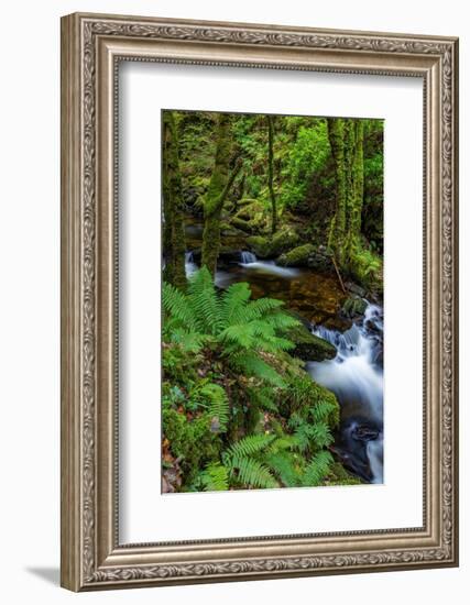 Torq Creek in Killarney National Park-Chuck Haney-Framed Photographic Print