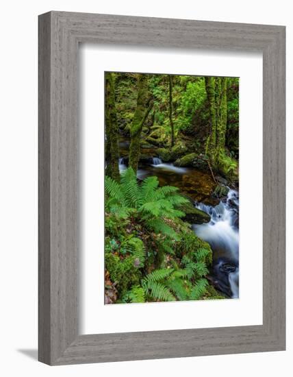 Torq Creek in Killarney National Park-Chuck Haney-Framed Photographic Print