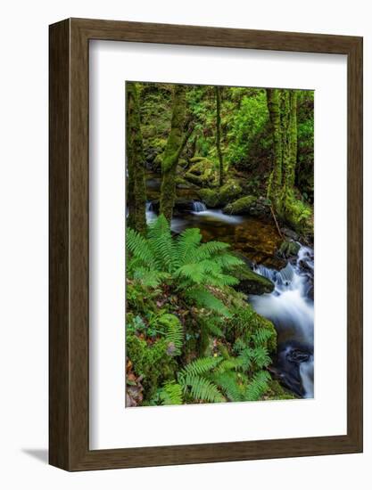 Torq Creek in Killarney National Park-Chuck Haney-Framed Photographic Print