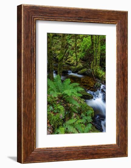 Torq Creek in Killarney National Park-Chuck Haney-Framed Photographic Print