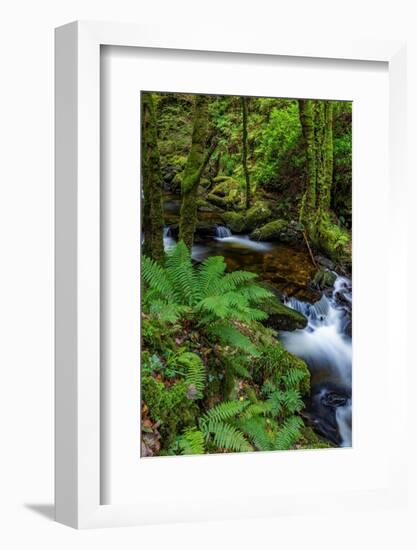 Torq Creek in Killarney National Park-Chuck Haney-Framed Photographic Print