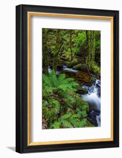 Torq Creek in Killarney National Park-Chuck Haney-Framed Photographic Print