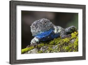 Torquate Lizard (Sceloporus Torquatus) Male, Milpa Alta Forest, Mexico, August-Claudio Contreras Koob-Framed Photographic Print