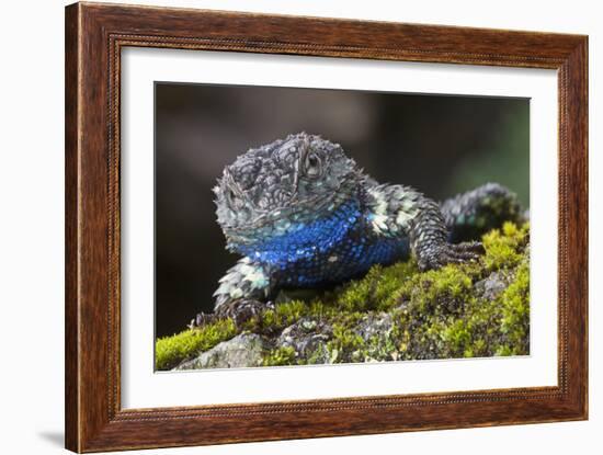 Torquate Lizard (Sceloporus Torquatus) Male, Milpa Alta Forest, Mexico, August-Claudio Contreras Koob-Framed Photographic Print