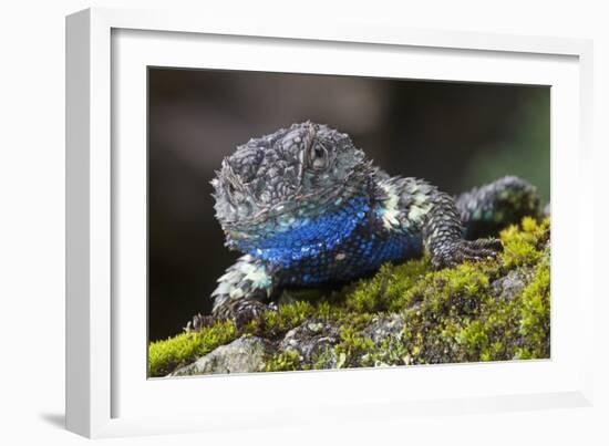 Torquate Lizard (Sceloporus Torquatus) Male, Milpa Alta Forest, Mexico, August-Claudio Contreras Koob-Framed Photographic Print