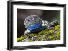 Torquate Lizard (Sceloporus Torquatus) Male, Milpa Alta Forest, Mexico, August-Claudio Contreras Koob-Framed Photographic Print