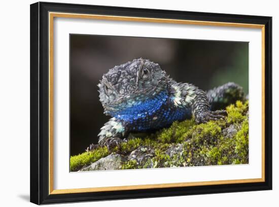 Torquate Lizard (Sceloporus Torquatus) Male, Milpa Alta Forest, Mexico, August-Claudio Contreras Koob-Framed Photographic Print