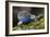 Torquate Lizard (Sceloporus Torquatus) Male, Milpa Alta Forest, Mexico, August-Claudio Contreras Koob-Framed Photographic Print