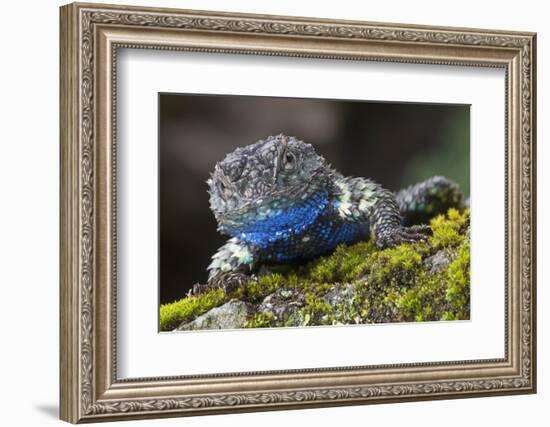 Torquate Lizard (Sceloporus Torquatus) Male, Milpa Alta Forest, Mexico, August-Claudio Contreras Koob-Framed Photographic Print