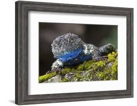 Torquate Lizard (Sceloporus Torquatus) Male, Milpa Alta Forest, Mexico, August-Claudio Contreras Koob-Framed Photographic Print