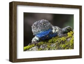 Torquate Lizard (Sceloporus Torquatus) Male, Milpa Alta Forest, Mexico, August-Claudio Contreras Koob-Framed Photographic Print