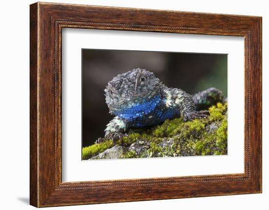 Torquate Lizard (Sceloporus Torquatus) Male, Milpa Alta Forest, Mexico, August-Claudio Contreras Koob-Framed Photographic Print