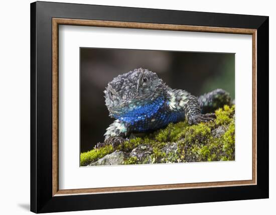 Torquate Lizard (Sceloporus Torquatus) Male, Milpa Alta Forest, Mexico, August-Claudio Contreras Koob-Framed Photographic Print