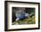 Torquate Lizard (Sceloporus Torquatus) Male, Milpa Alta Forest, Mexico, August-Claudio Contreras Koob-Framed Photographic Print