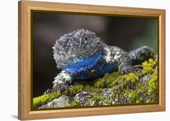 Torquate Lizard (Sceloporus Torquatus) Male, Milpa Alta Forest, Mexico, August-Claudio Contreras Koob-Framed Premier Image Canvas