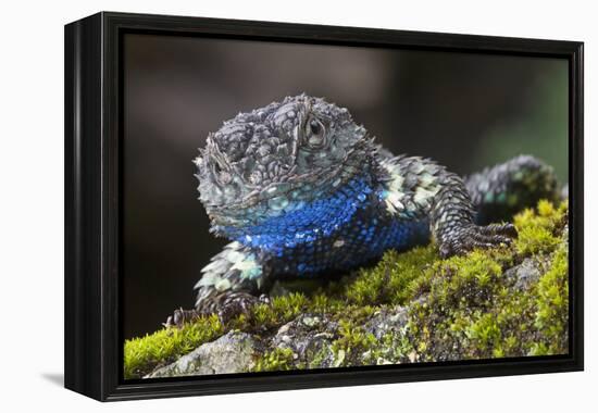 Torquate Lizard (Sceloporus Torquatus) Male, Milpa Alta Forest, Mexico, August-Claudio Contreras Koob-Framed Premier Image Canvas