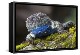 Torquate Lizard (Sceloporus Torquatus) Male, Milpa Alta Forest, Mexico, August-Claudio Contreras Koob-Framed Premier Image Canvas