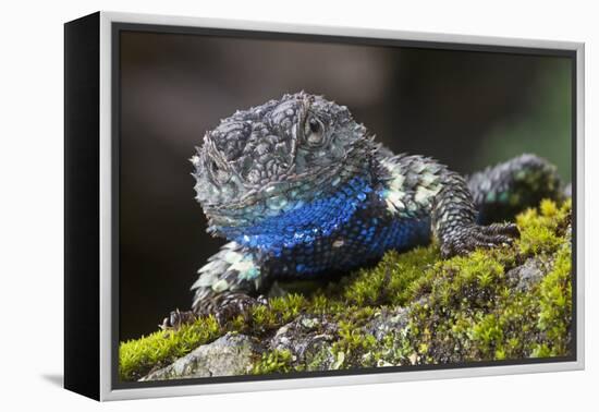 Torquate Lizard (Sceloporus Torquatus) Male, Milpa Alta Forest, Mexico, August-Claudio Contreras Koob-Framed Premier Image Canvas