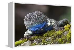Torquate Lizard (Sceloporus Torquatus) Male, Milpa Alta Forest, Mexico, August-Claudio Contreras Koob-Framed Premier Image Canvas