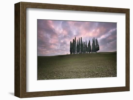 Torrenieri cypresses in Val d'Orcia with a pink sunrise, Val d'Orcia-Francesco Fanti-Framed Photographic Print