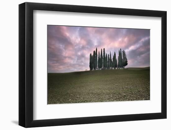 Torrenieri cypresses in Val d'Orcia with a pink sunrise, Val d'Orcia-Francesco Fanti-Framed Photographic Print