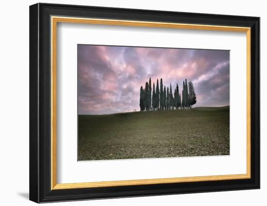 Torrenieri cypresses in Val d'Orcia with a pink sunrise, Val d'Orcia-Francesco Fanti-Framed Photographic Print