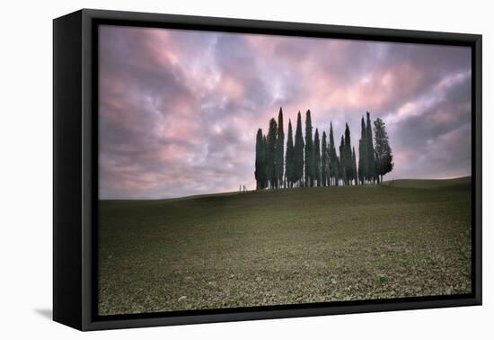 Torrenieri cypresses in Val d'Orcia with a pink sunrise, Val d'Orcia-Francesco Fanti-Framed Premier Image Canvas