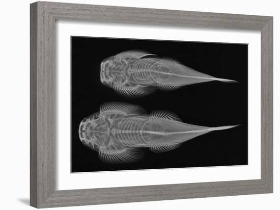 Torrent Loach-Sandra J. Raredon-Framed Art Print