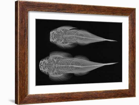 Torrent Loach-Sandra J. Raredon-Framed Art Print