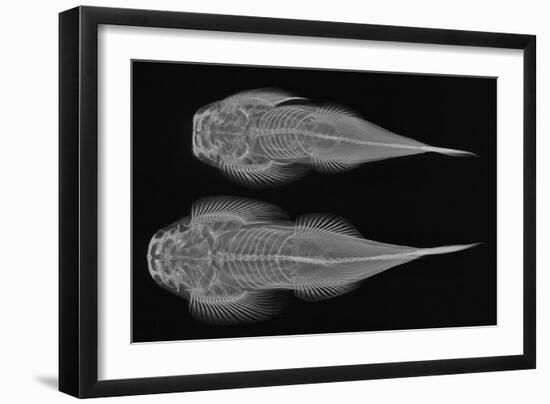 Torrent Loach-Sandra J. Raredon-Framed Art Print