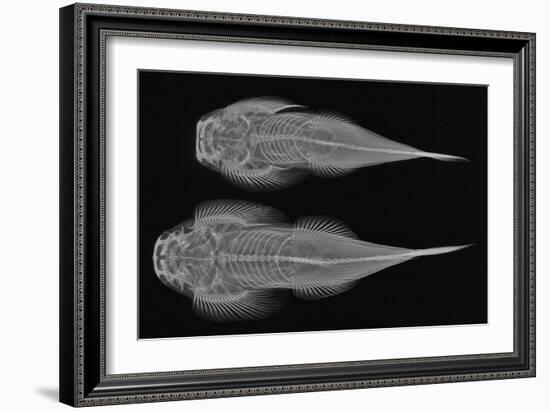 Torrent Loach-Sandra J. Raredon-Framed Art Print