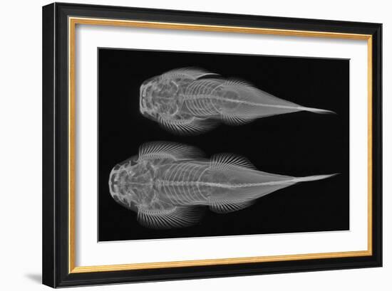 Torrent Loach-Sandra J. Raredon-Framed Art Print