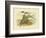 Torres Straits Tern, 1891-Gracius Broinowski-Framed Giclee Print