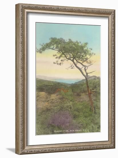 Torrey Pine, San Diego County, California-null-Framed Art Print