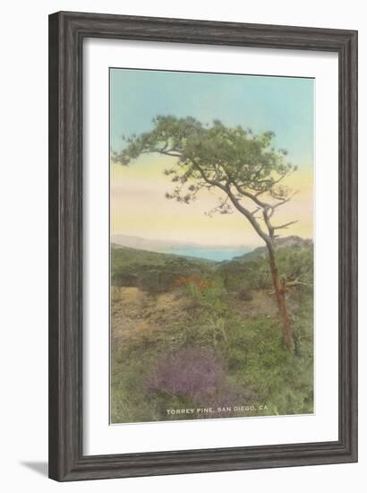 Torrey Pine, San Diego County, California-null-Framed Art Print