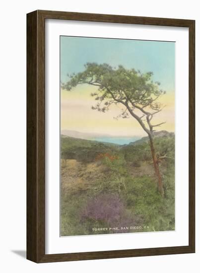 Torrey Pine, San Diego County, California-null-Framed Art Print