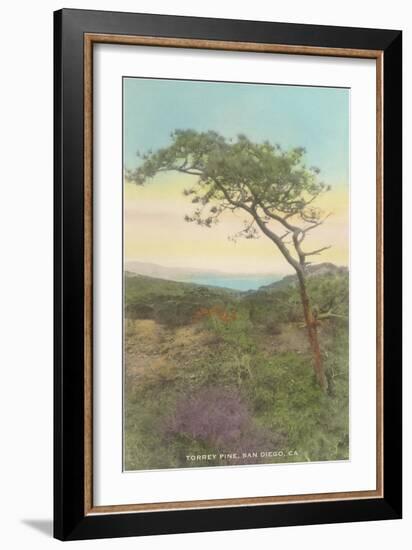 Torrey Pine, San Diego County, California-null-Framed Art Print