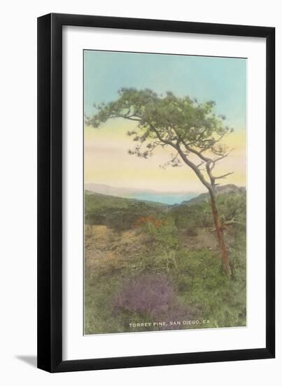 Torrey Pine, San Diego County, California-null-Framed Art Print