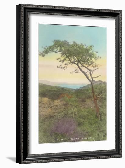 Torrey Pine, San Diego County, California-null-Framed Art Print